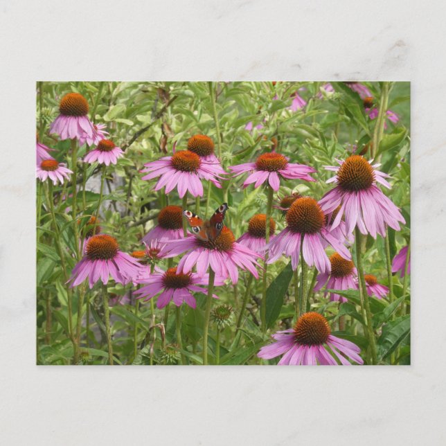 Purple Coneflowers with Butterfly DIY Postcard (Front)