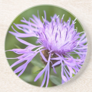 Purple Cornflower Coaster