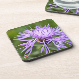 Purple Cornflower Coaster