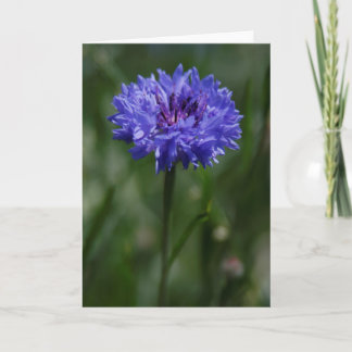 Purple Cornflower Greeting Card