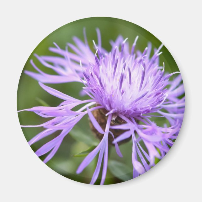Purple Cornflower Magnet (Front)