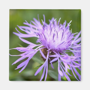 Purple Cornflower Magnet