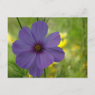 Purple Cosmea Flower DIY Postcard