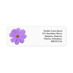Purple Cosmos