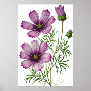Purple Cosmos Flowers Art Print Poster