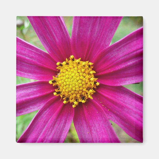 Purple Cosmos Wildflower Magnet (Front)