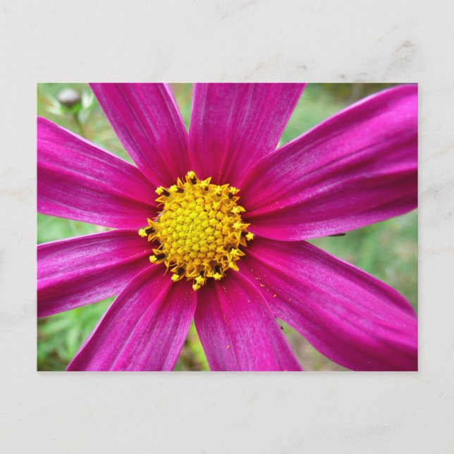 Purple Cosmos Wildflower Postcard (Front)