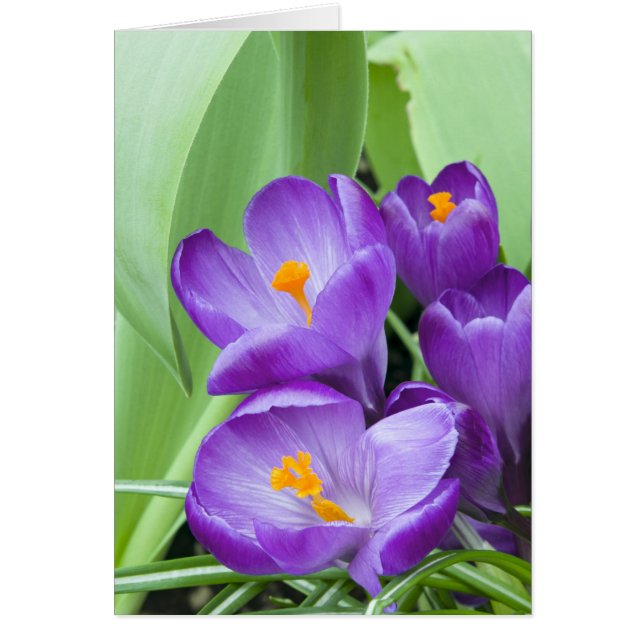 Purple Crocus Blooms in Garden (Front)