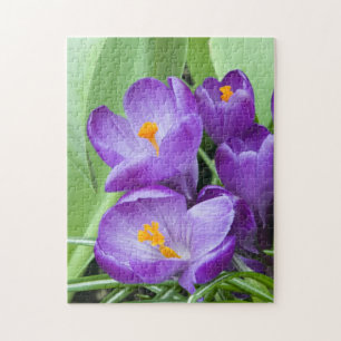 Purple Crocus Blooms in Garden Jigsaw Puzzle