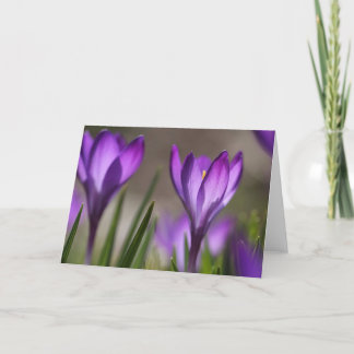 Purple crocus card