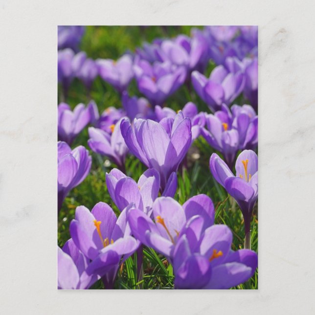 Purple Crocus Easter Greeting Postcard (Front)