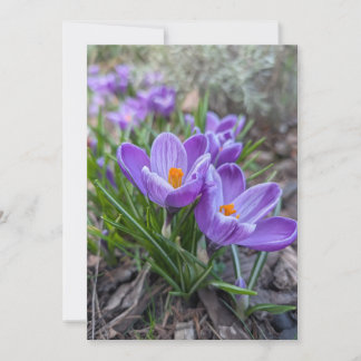 Purple Crocus Flower Invitation