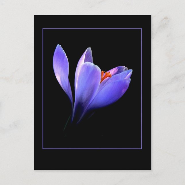 Purple CROCUS flower Postcard (Front)