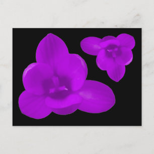 Purple Crocus Flower Postcard