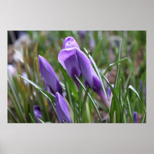 Purple crocus flowers,番红花 poster