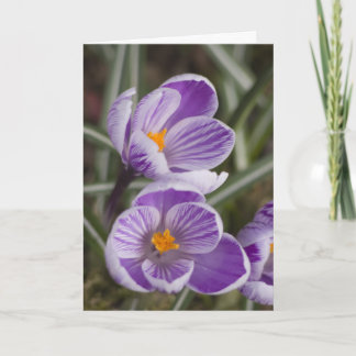 Purple crocus flowers ...  Easter card