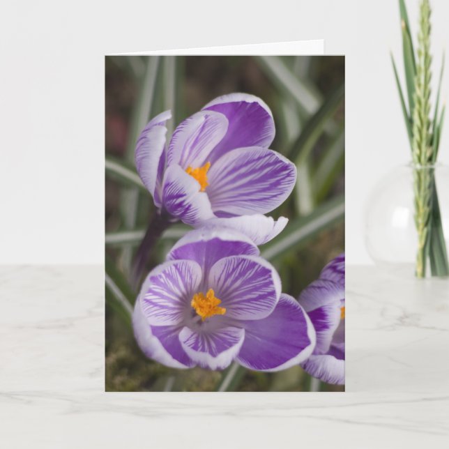 Purple crocus flowers ...  Easter card (Front)