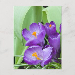 Purple Crocus Flowers Postcard