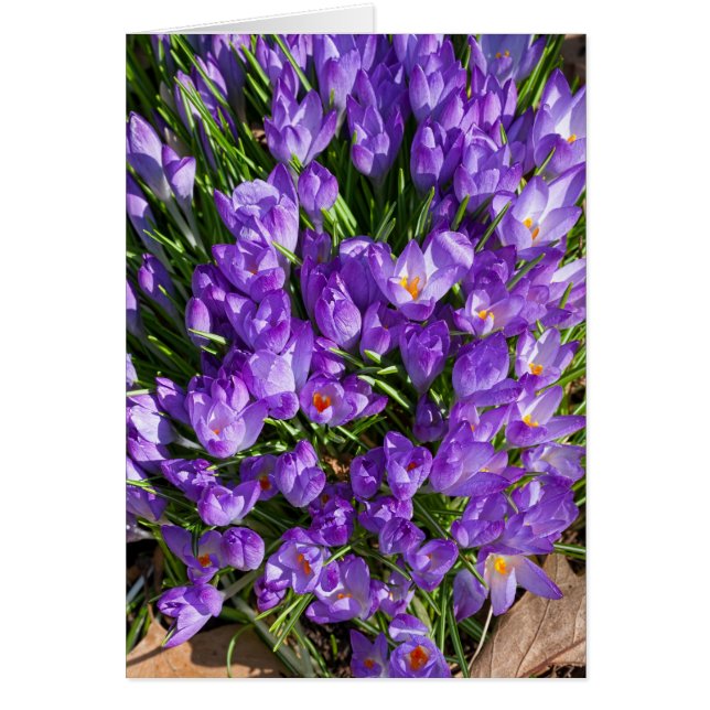 Purple Crocus Greeting Card (Front)