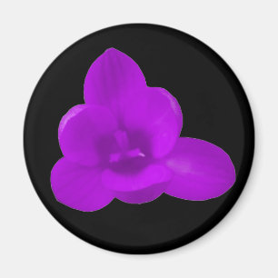 Purple Crocus Magnet