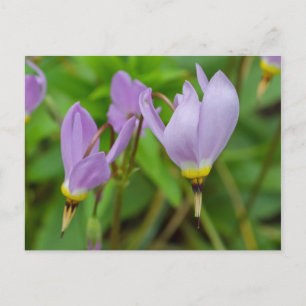 Purple Crocus Nudiflorus Flowers Postcard