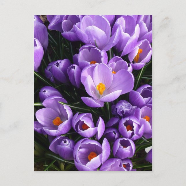 Purple Crocus Postcard (Front)