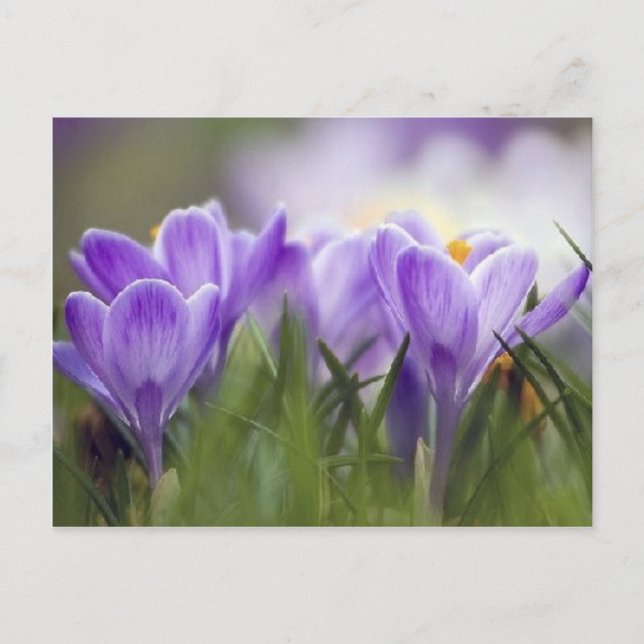 purple crocus postcard (Front)