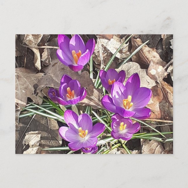 Purple Crocus Postcard (Front)