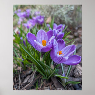 Purple Crocus Poster