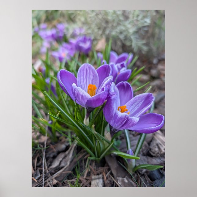 Purple Crocus Poster (Front)