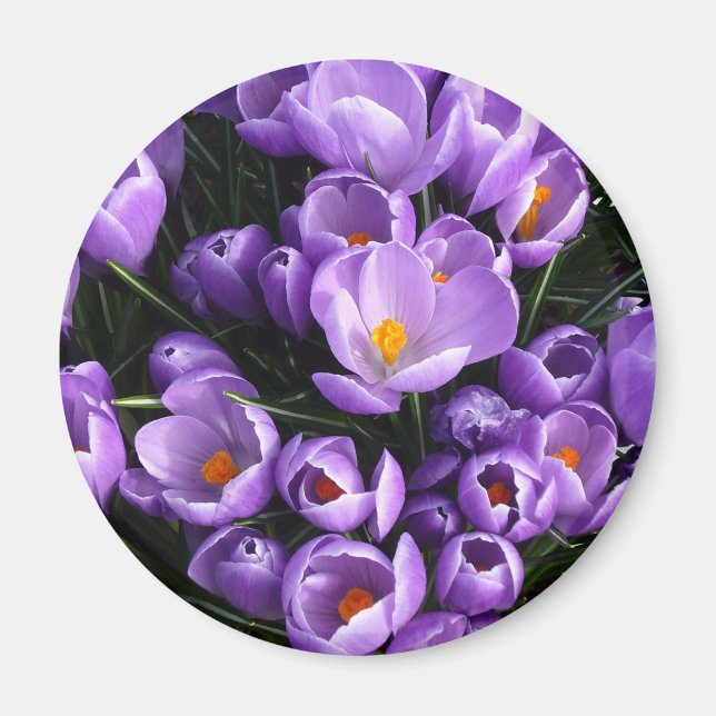 Purple Crocus Refrigerator Magnet (Front)