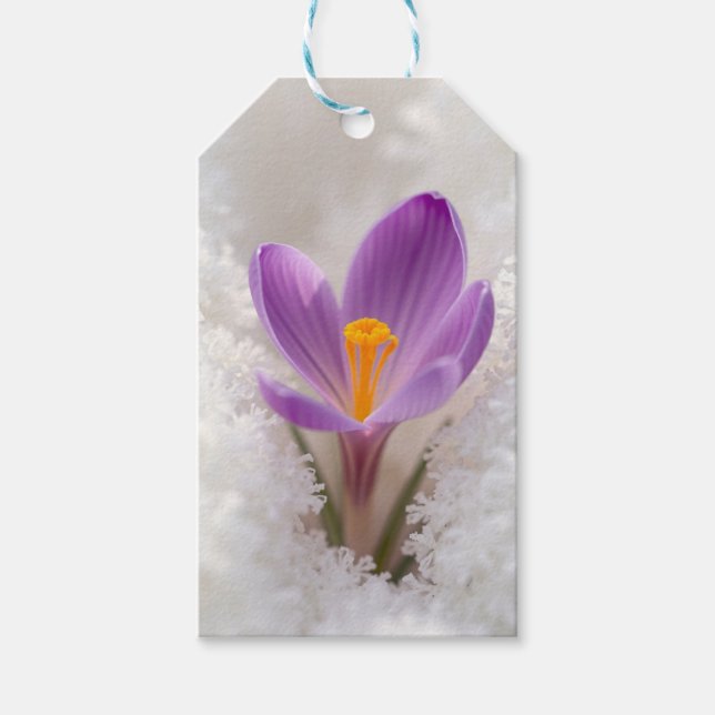 Purple Crocus Spring Awakening Gift Tags (Front)
