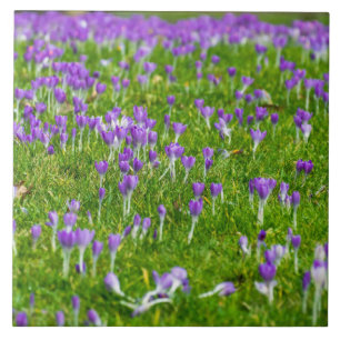 Purple crocuses ceramic tile