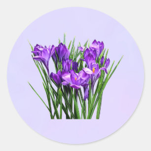 Purple Crocuses Classic Round Sticker