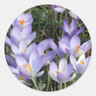 purple crocuses classic round sticker