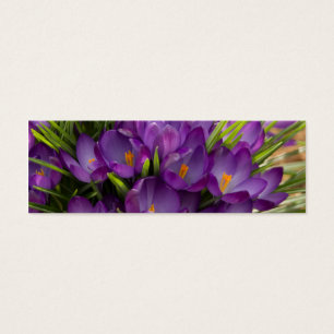 Purple Crocuses DSC5938