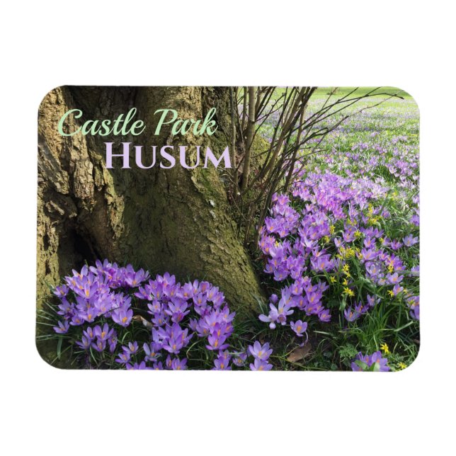 Purple Crocuses in Bloom, Husum, Germany Magnet (Horizontal)