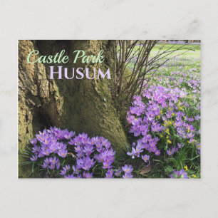Purple Crocuses in Bloom, Husum, Germany Postcard