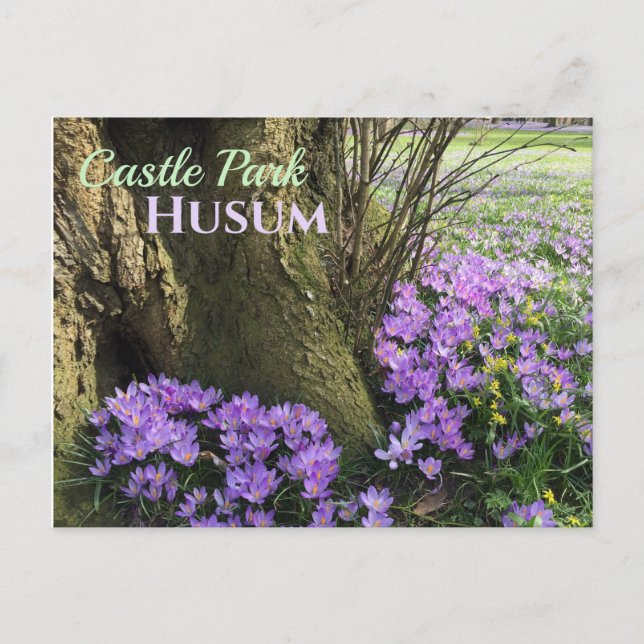 Purple Crocuses in Bloom, Husum, Germany Postcard (Front)