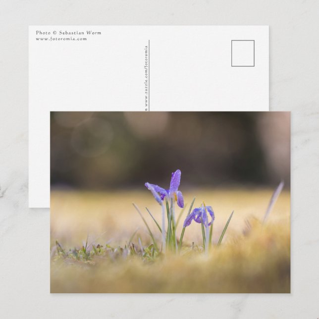 Purple Crocuses Nature Photo Postcard (Front/Back)