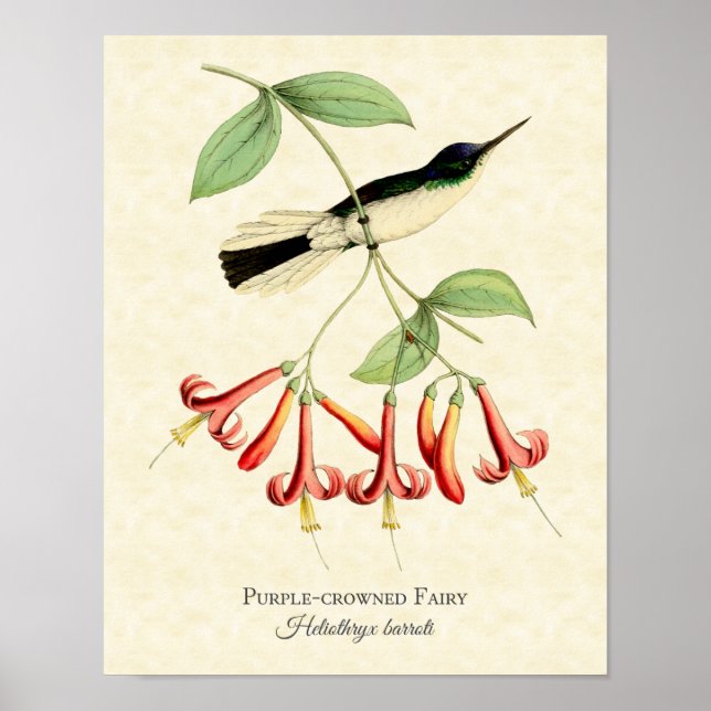 Purple Crowned Fairy Hummingbird Art Print (Front)