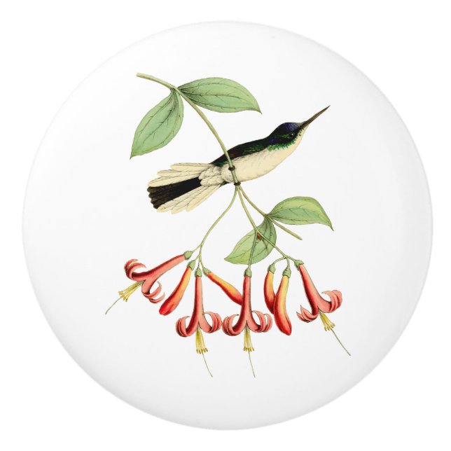 Purple Crowned Fairy Hummingbird Ceramic Knob (Front)