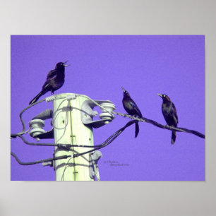 Purple crows ravens singing Poster