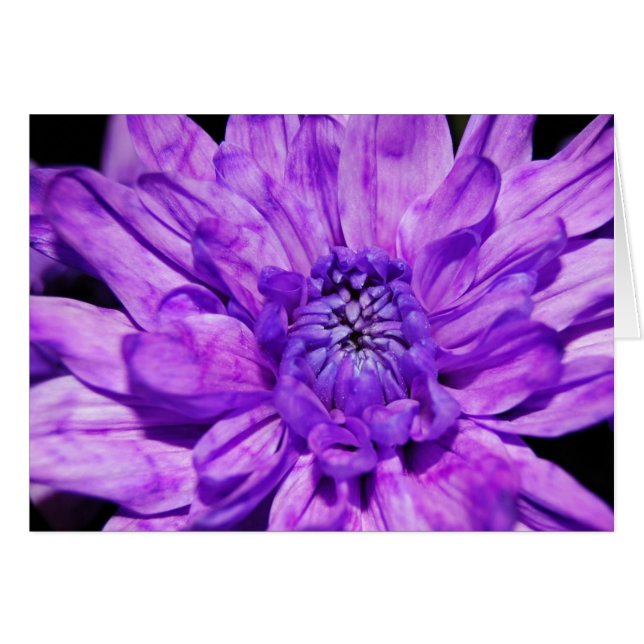 purple crysanthemum (Front Horizontal)