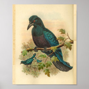 Purple Curl Crested Manucode Vintage Bird Print