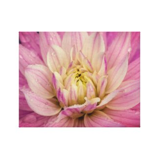 Purple dahlia canvas print