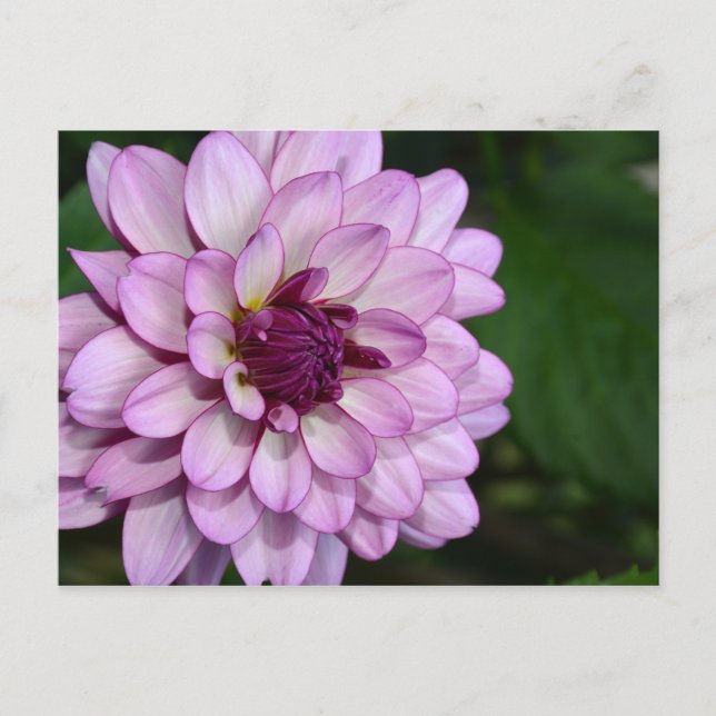 Purple dahlia flower blossoms postcard (Front)