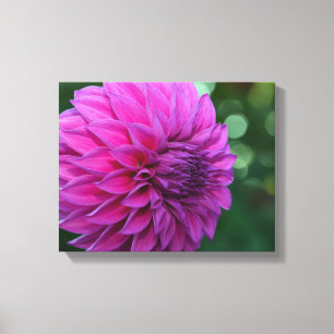 Purple dahlia flower canvas print