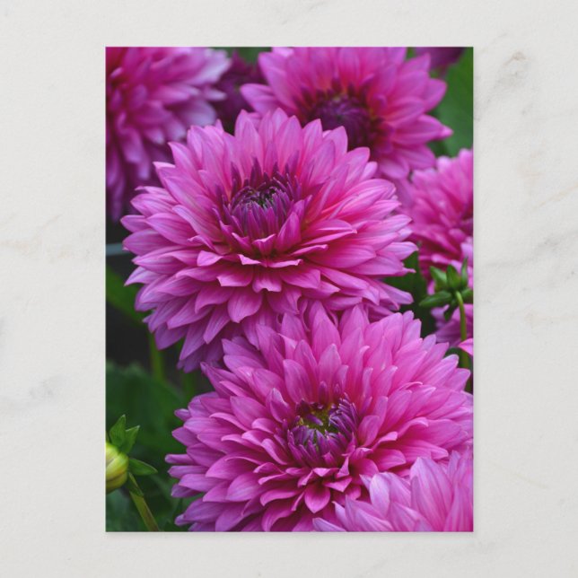 Purple dahlia flower garden postcard (Front)