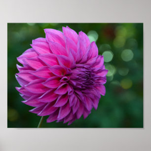 Purple dahlia flower poster